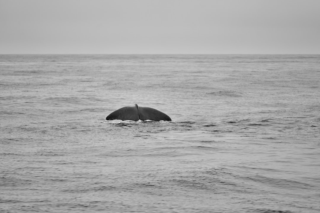 Photo ocean sounds